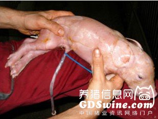 小技巧:使用电工线缆扎带结扎仔猪脐带