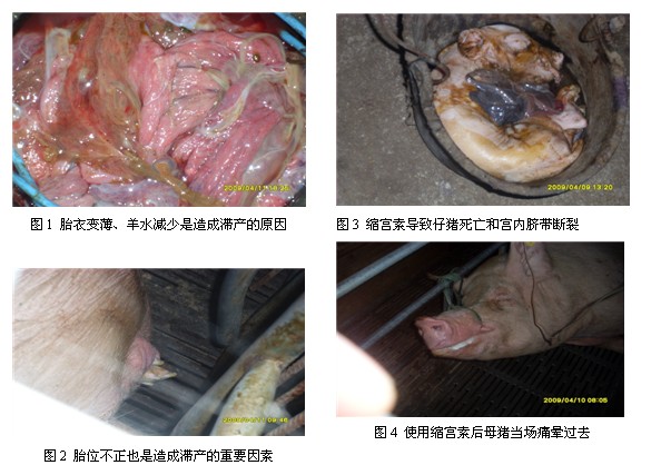 滥用缩宫素是造成母猪繁殖障碍,弱仔和死胎的直接原因