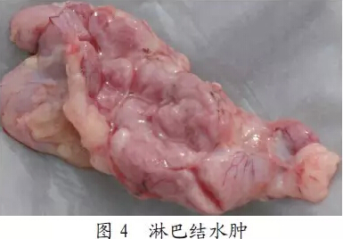 养猪技术     解剖见典型败血型病理变化,主要是腹股沟淋巴结肿大