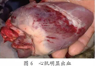 心脏心肌出血明显,肝脏和肾脏无明显病理变化.