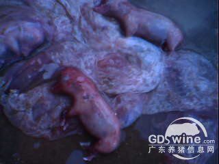 后期出现流产,产下的胎儿为死胎,木乃伊胎,弱胎