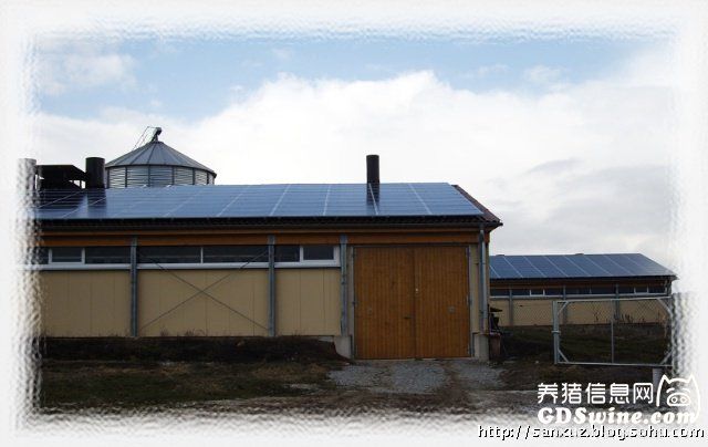 探访德国现代化养猪场(组图)