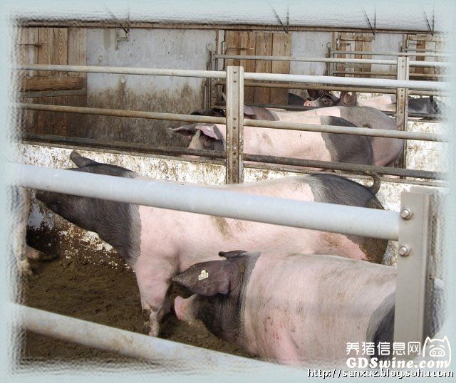 探访德国现代化养猪场(组图)