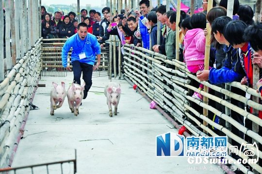  p> 赶猪入圈比赛,选手边跑边大声吆喝,吓得猪拼命往前跑. /p>