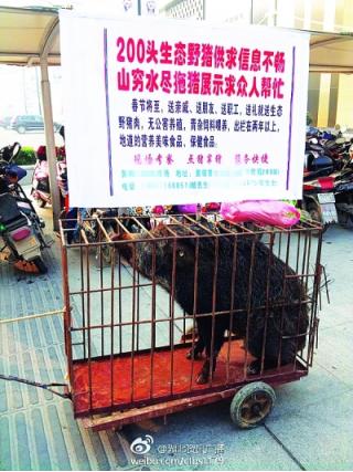 新闻频道 养猪新闻 国内养猪            近日,黄陂“三特野猪