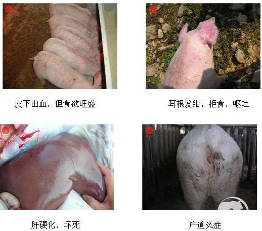 上火喝热水好还是凉水_喝温水好还是凉水好_吃猪肉喝凉水呕吐
