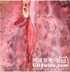 猪附红细胞体病检测及其防控方案