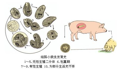 当猪吞食了被包囊污染的饮水和饲料后,囊壁在肠内被消化,包囊内虫