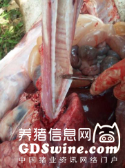 学习了!猪巴氏杆菌病的实验室诊断实例详解