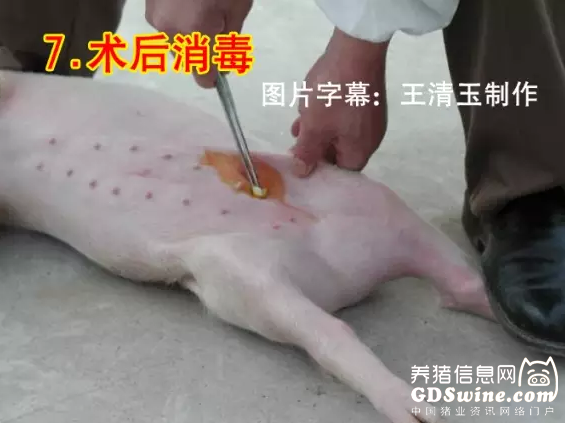 小母猪去势步骤照片和文字详解-非著名兽医王清玉 说明 母猪小挑花