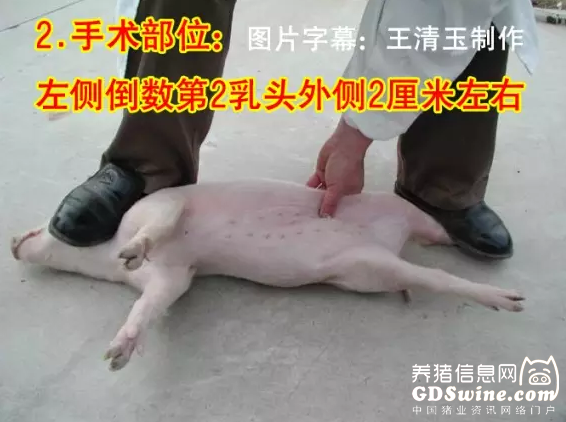 小母猪去势步骤照片和文字详解-非著名兽医王清玉 说明 母猪小挑花